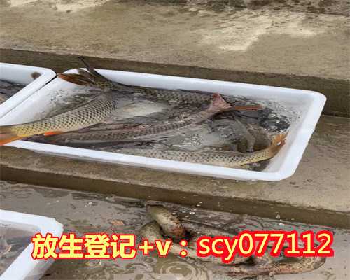 重庆放生公司排名前十，两老人在重庆嘉陵江中钓起鳄鱼疑似被人放生