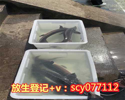 温州放生鱼品种，温州钓了红色的大鲤鱼都放生了，温州上海哪儿有放生池啊