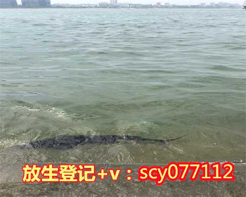 芜湖放生能长寿，芜湖放生乌龟有三大好处，芜湖周边放生的地方