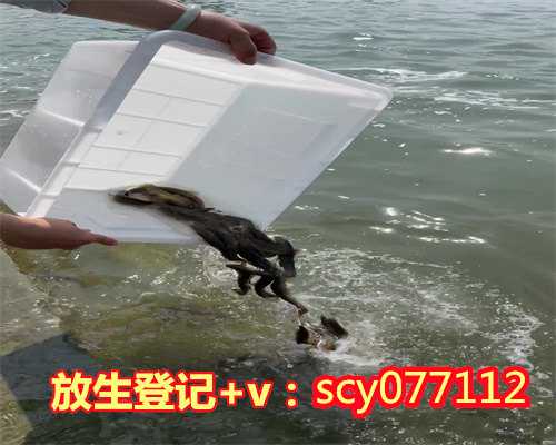 阳江放生鸽子需要注意什么,水花鱼苗放生能成活吗