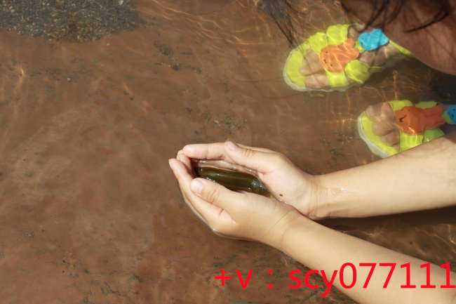 放生蝌蚪，人龟情未了惠东海龟湾保护区放生83只海龟