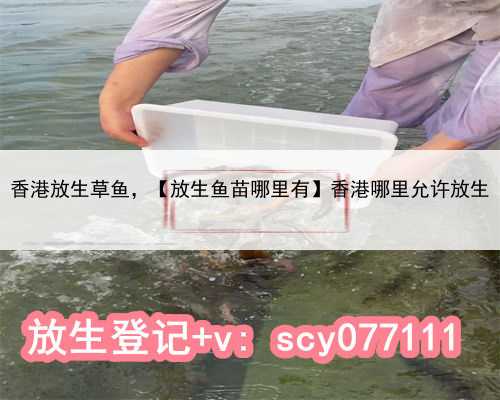 香港放生草鱼，【放生鱼苗哪里有】香港哪里允许放生