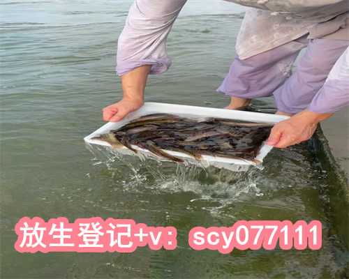 代放生鱼和代放生乌龟，台湾放生倡导现代理念：鼓励以“护生”代放生
