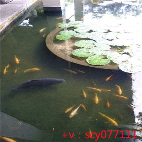 重庆哪里可以放生泥鳅鱼，重庆华岩寺6月2日恢复开放公告